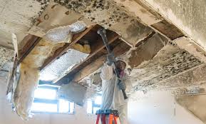 Best Emergency Mold Remediation in USA